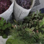 季節の花内容お任せで毎月お届け ¥3,500~