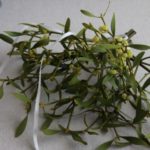 ヤドリギのスワッグ ¥8,000~