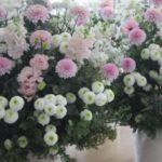 arrangements 一対